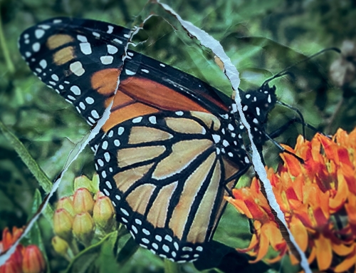 What Is Happening to the Monarchs?